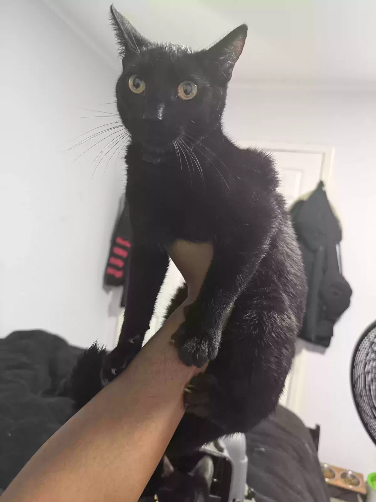 Fluffy, Bombay Cat for adoption in Rosedale, NY, 11422
