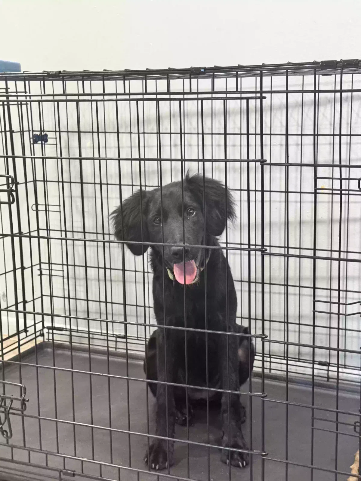 Luna, Labrador/Labradoodle Dog for adoption in Stone Mountain, GA, 30083