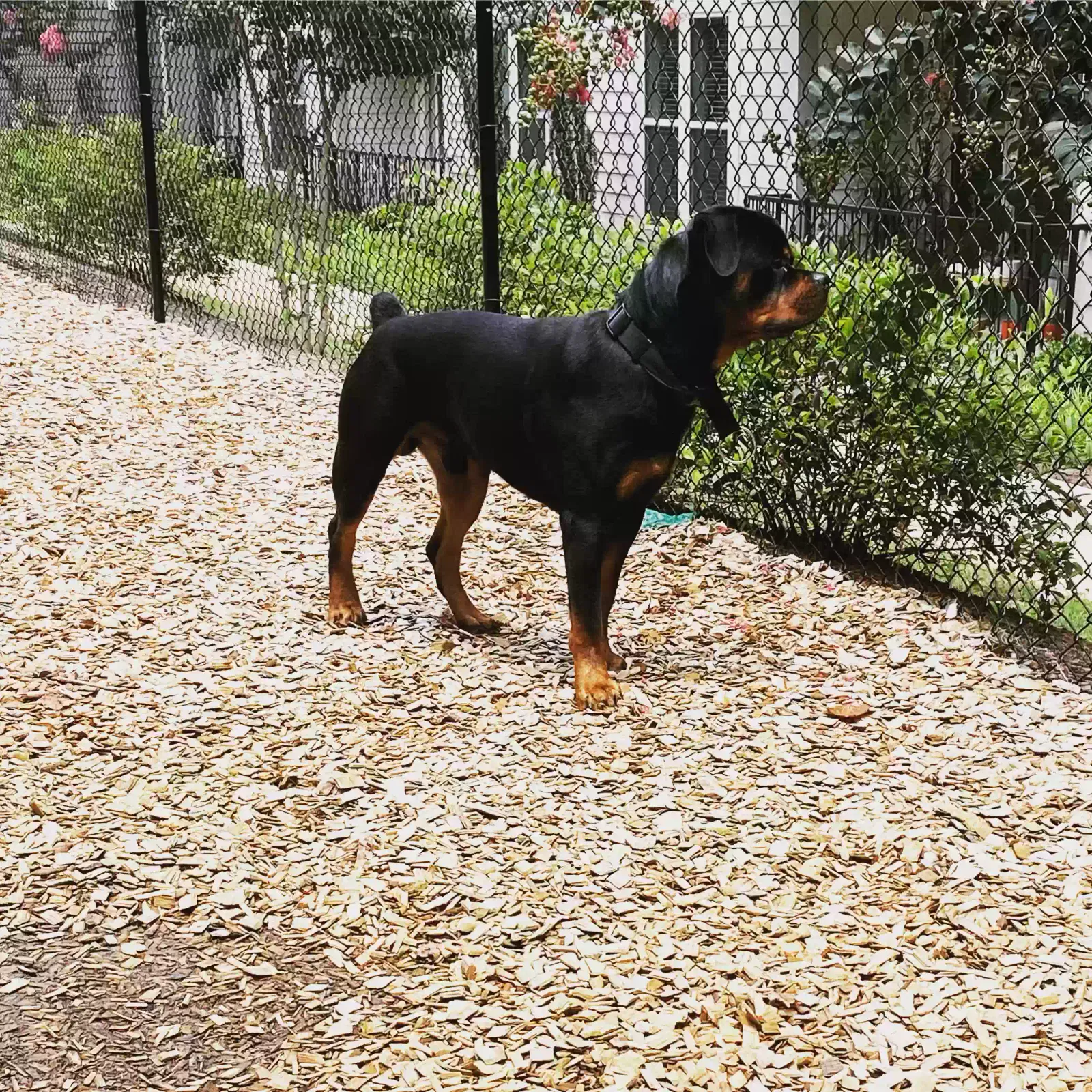 Dog, Unknown Dog for adoption in Marietta, GA, 30067