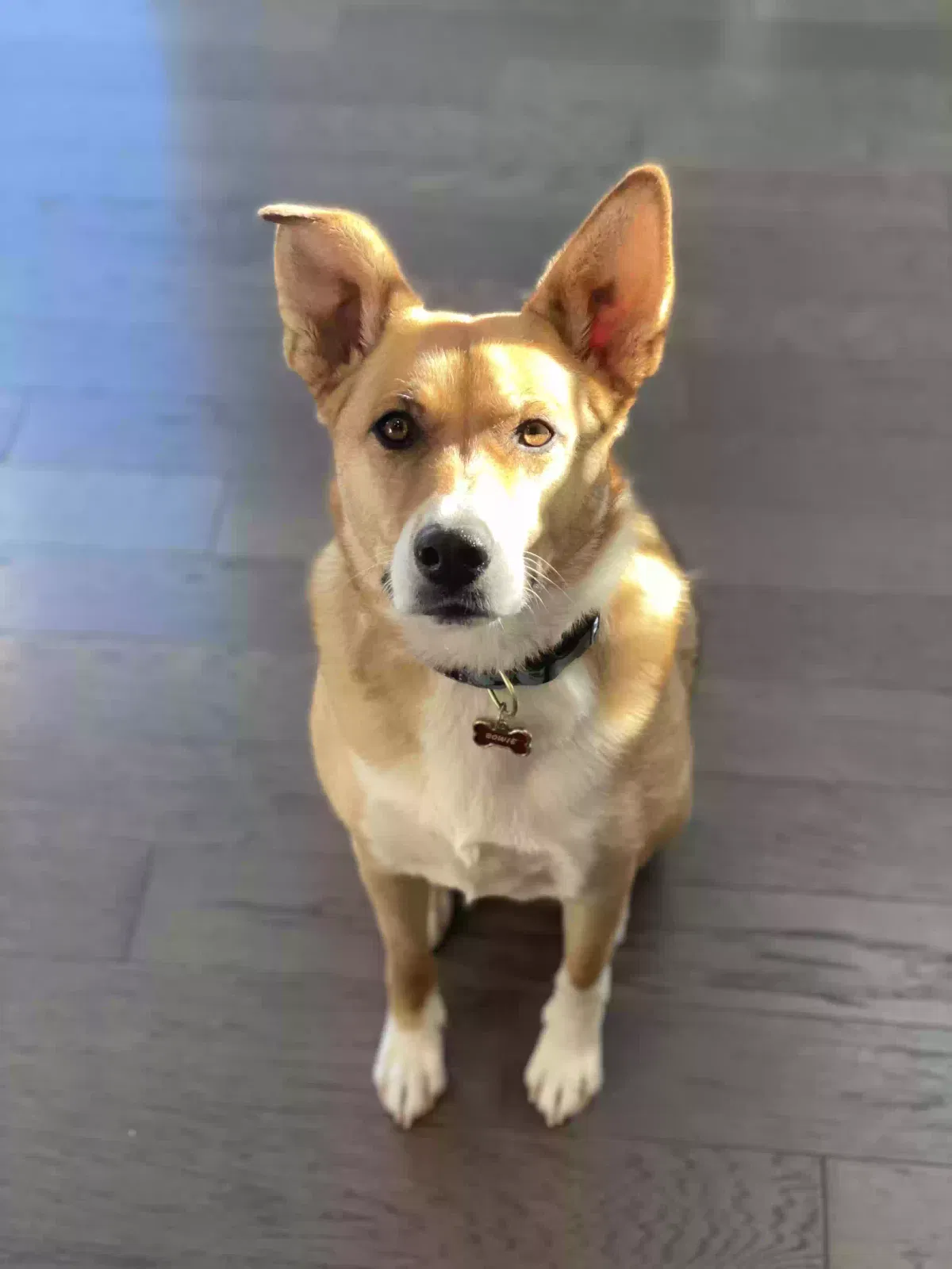 Bowie, Mix Australian Cattle and German Shepherd Dog for adoption in Castle Rock, CO, 80104