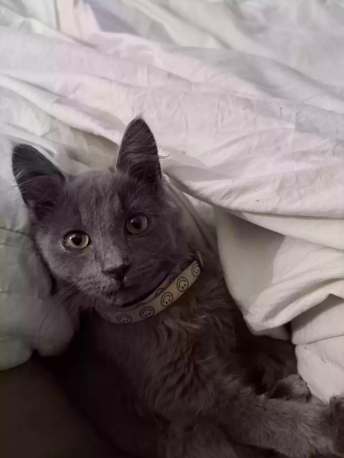 Ashford, Unknown Cat for adoption in Covington, GA, 30014