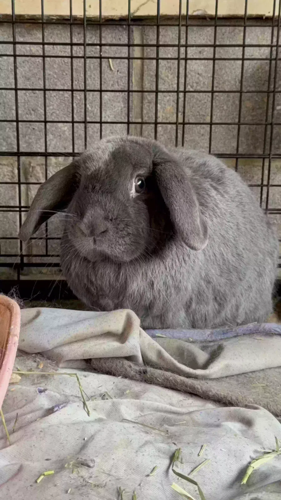 peter, holland lop Pet for adoption in Hillsborough, NC, 27278