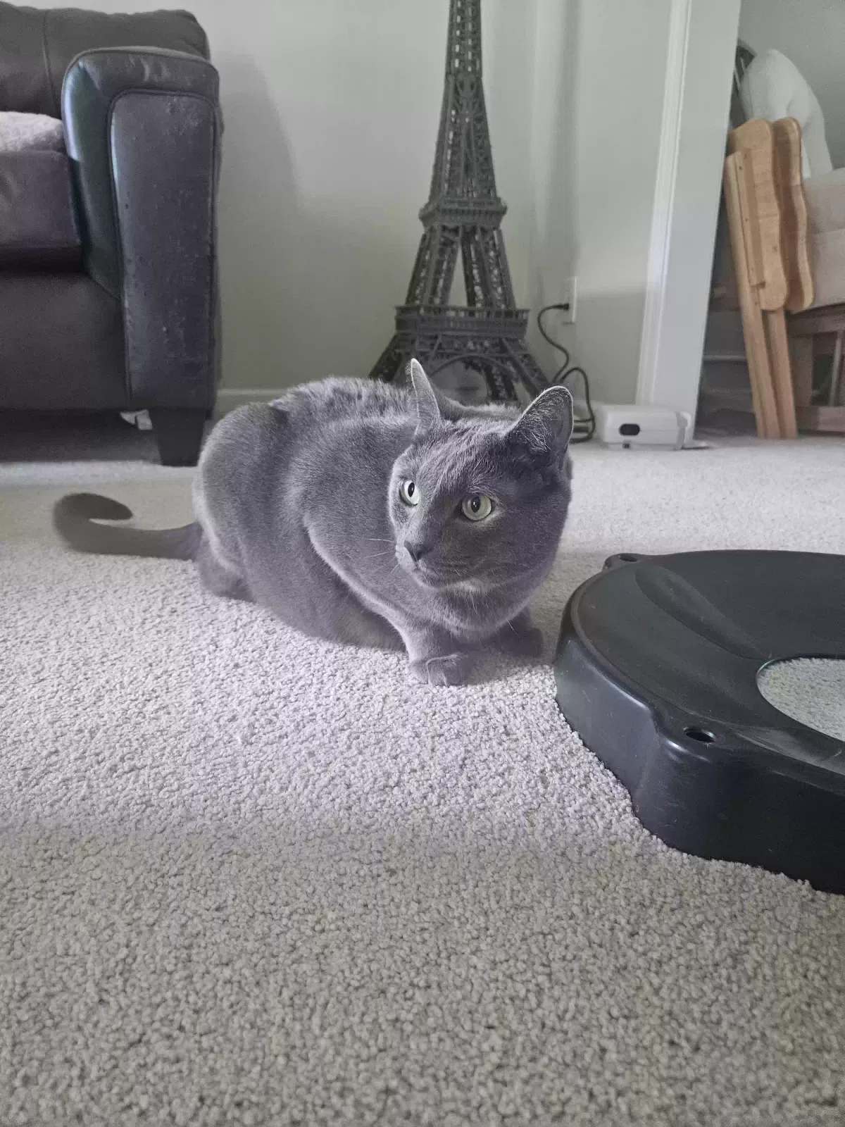 Celeste, Domestic Short Hair Cat for adoption in Duluth, GA, 30096