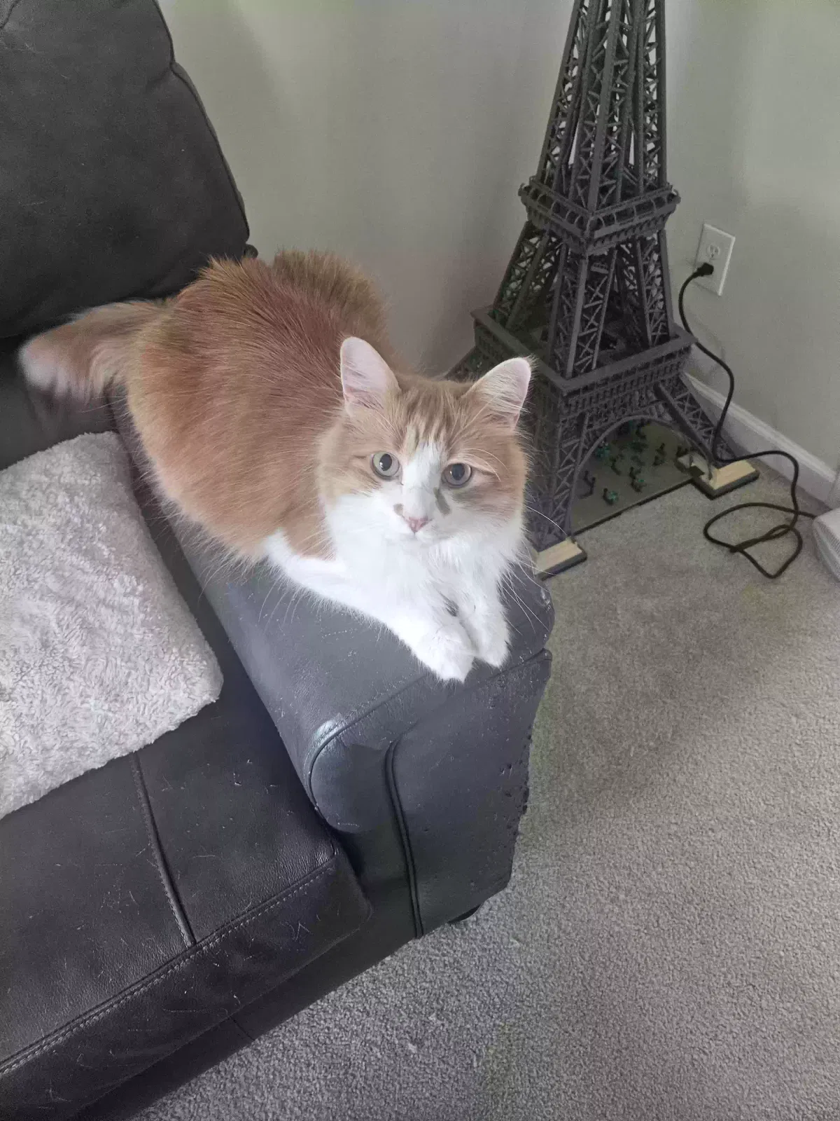 Cat, Domestic Medium Hair Cat for adoption in Duluth, GA, 30096