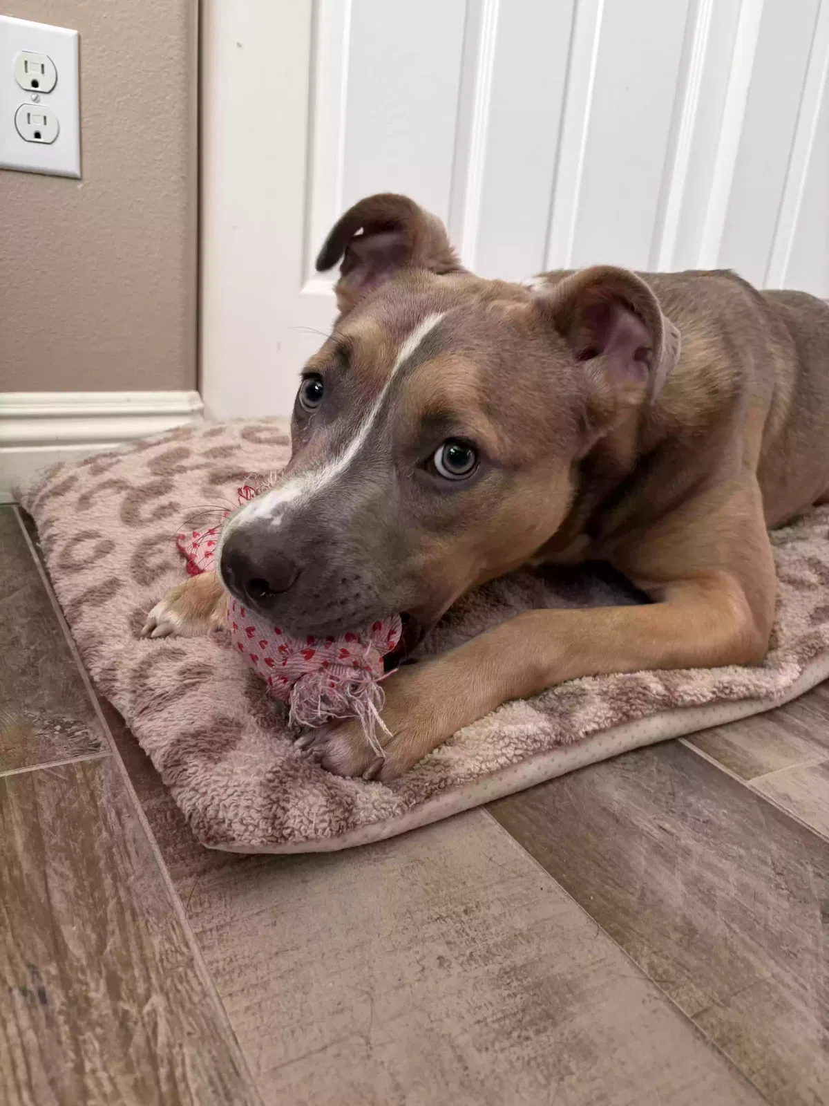 Phoebe, Pitbull Dog for adoption in San Bernardino, CA, 92407