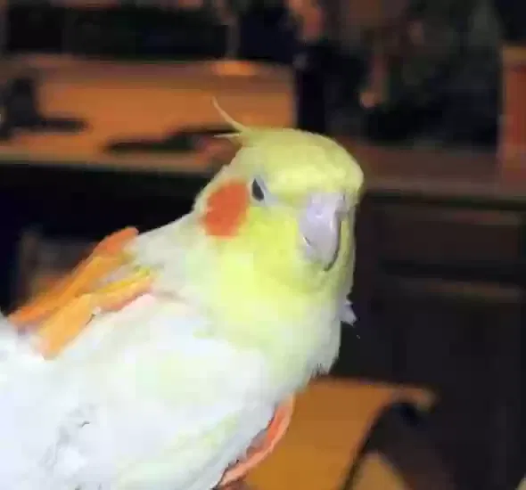 Tangled, Cockatiel Bird for adoption in Elma, WA, 98541