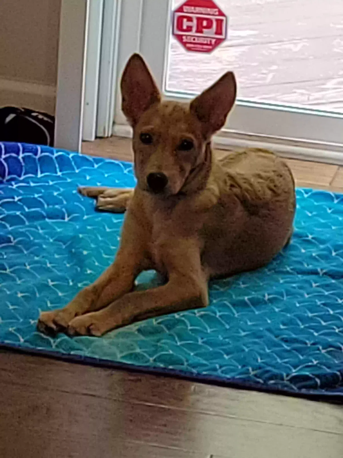 Pricylla, Golden Retriever and Klee Kai Dog for adoption in Apex, NC, 27502