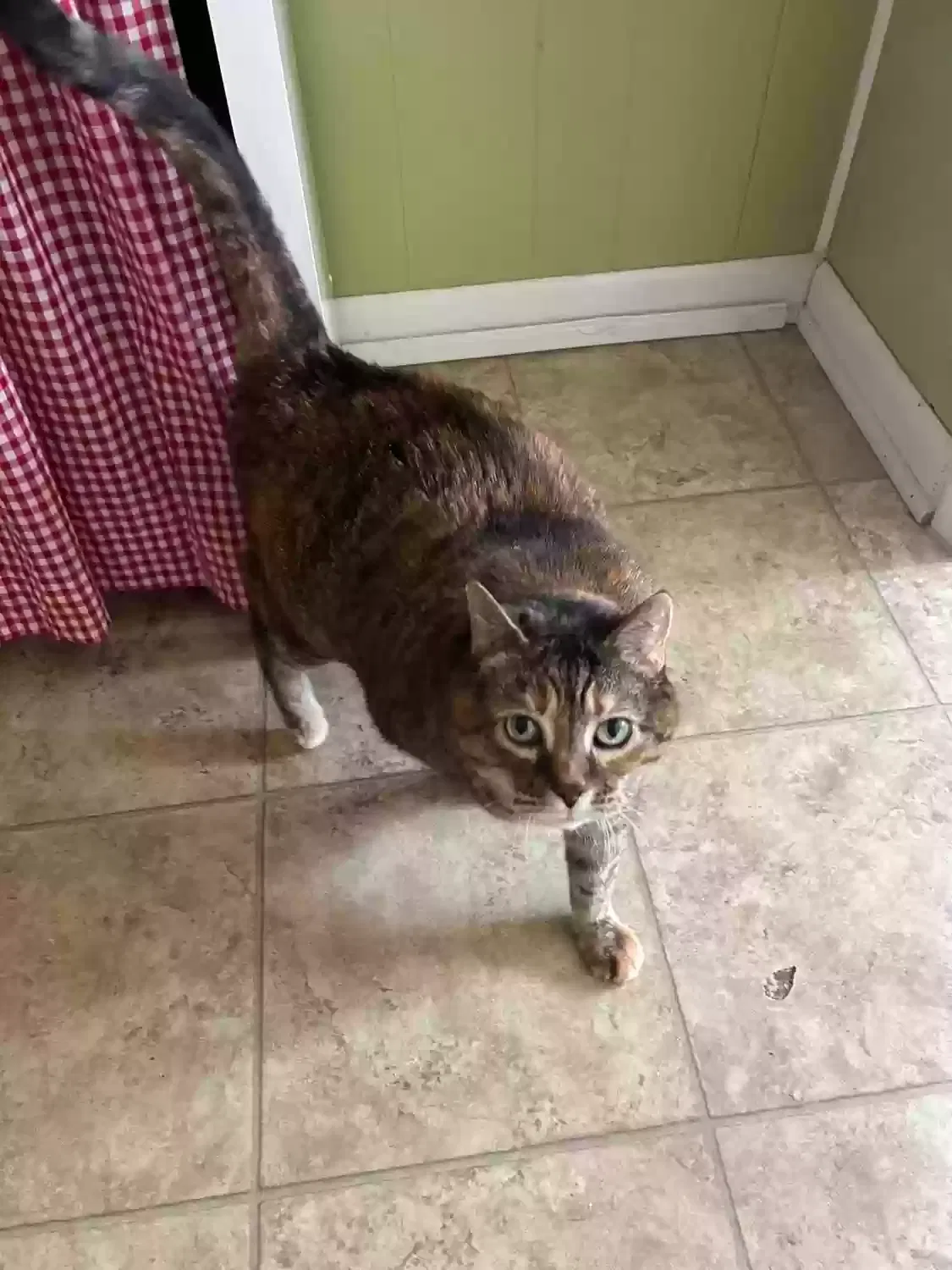 Cat, Unknown Cat for adoption in Plymouth, MI, 48170