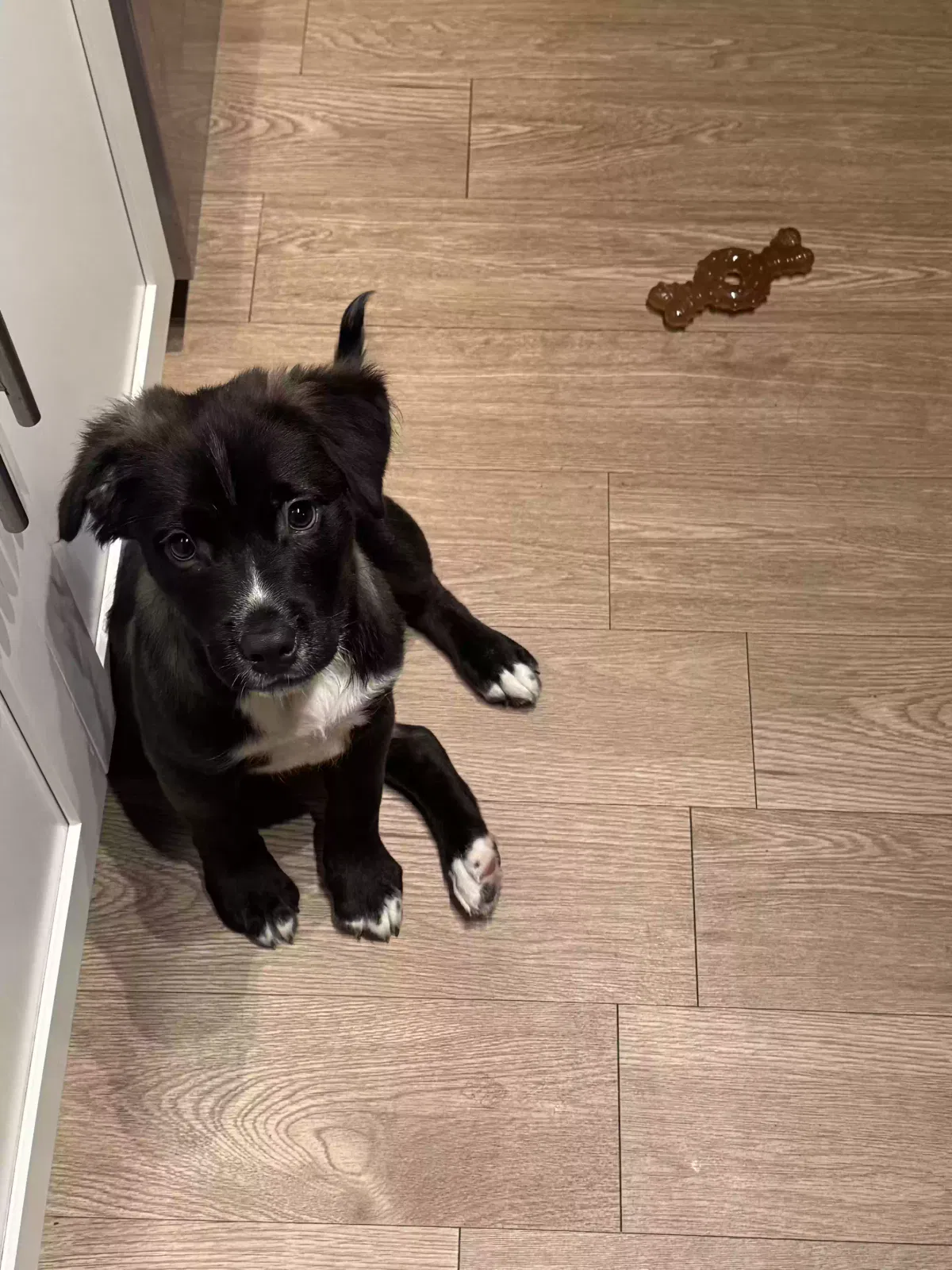 Koda, Unknown Dog for adoption in Knightdale, NC, 27545