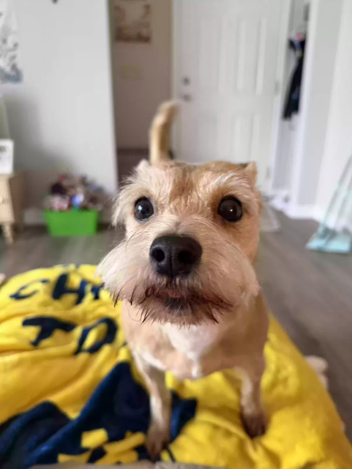 Ollie, Miniature Schnauzer Dog for adoption in Birmingham, AL, 35242