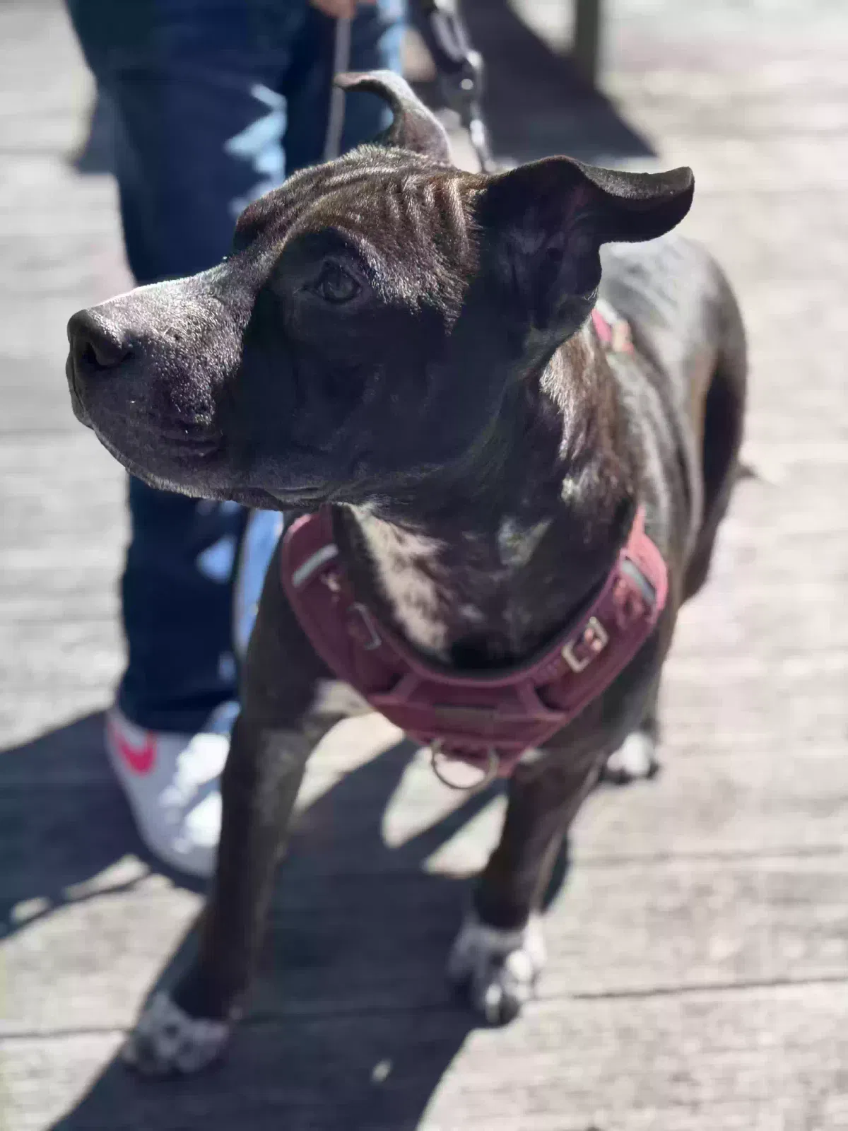 Dog, Unknown Dog for adoption in El Paso, TX, 79901