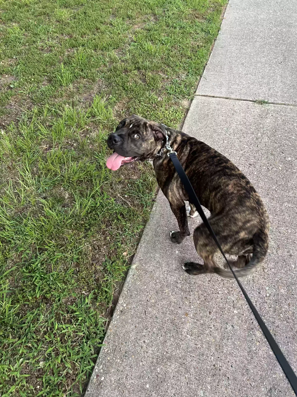June, Pitbull/ Cane Corso Dog for adoption in Humble, TX, 77338