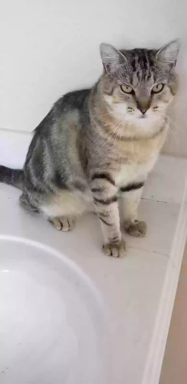 Phil, UNK Cat for adoption in Merritt Island, FL, 32952