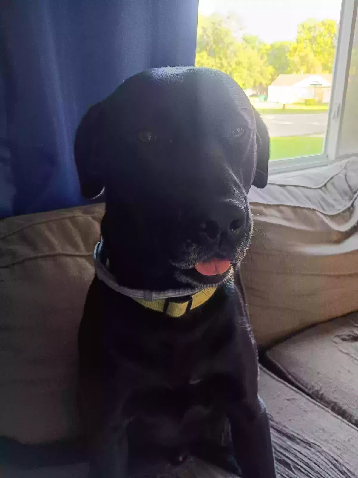 Charcoal, Black Labrador Dog for adoption in Topeka, KS, 66614