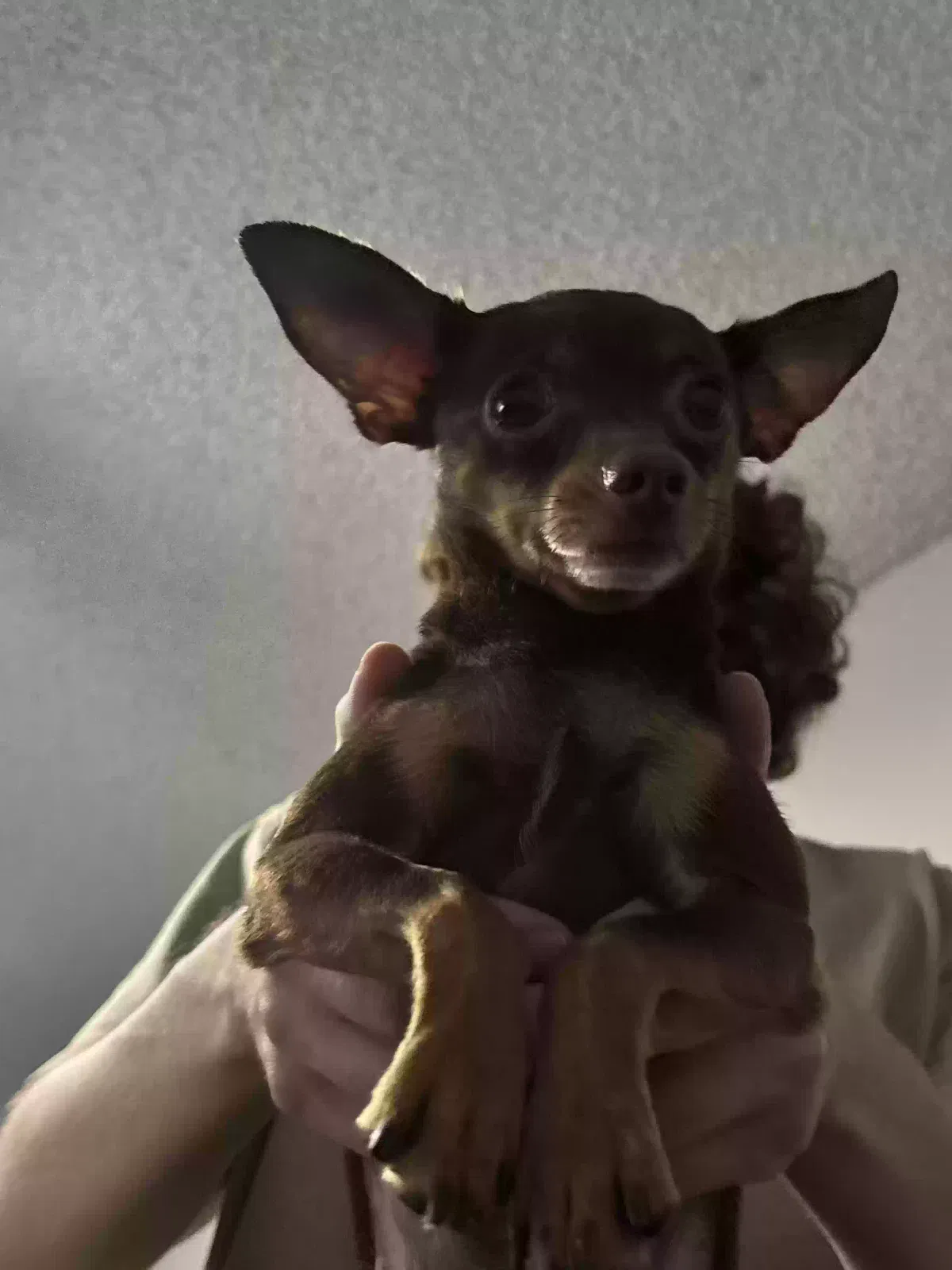 Chico, Chihuahua Dog for adoption in Phoenix, AZ, 85020
