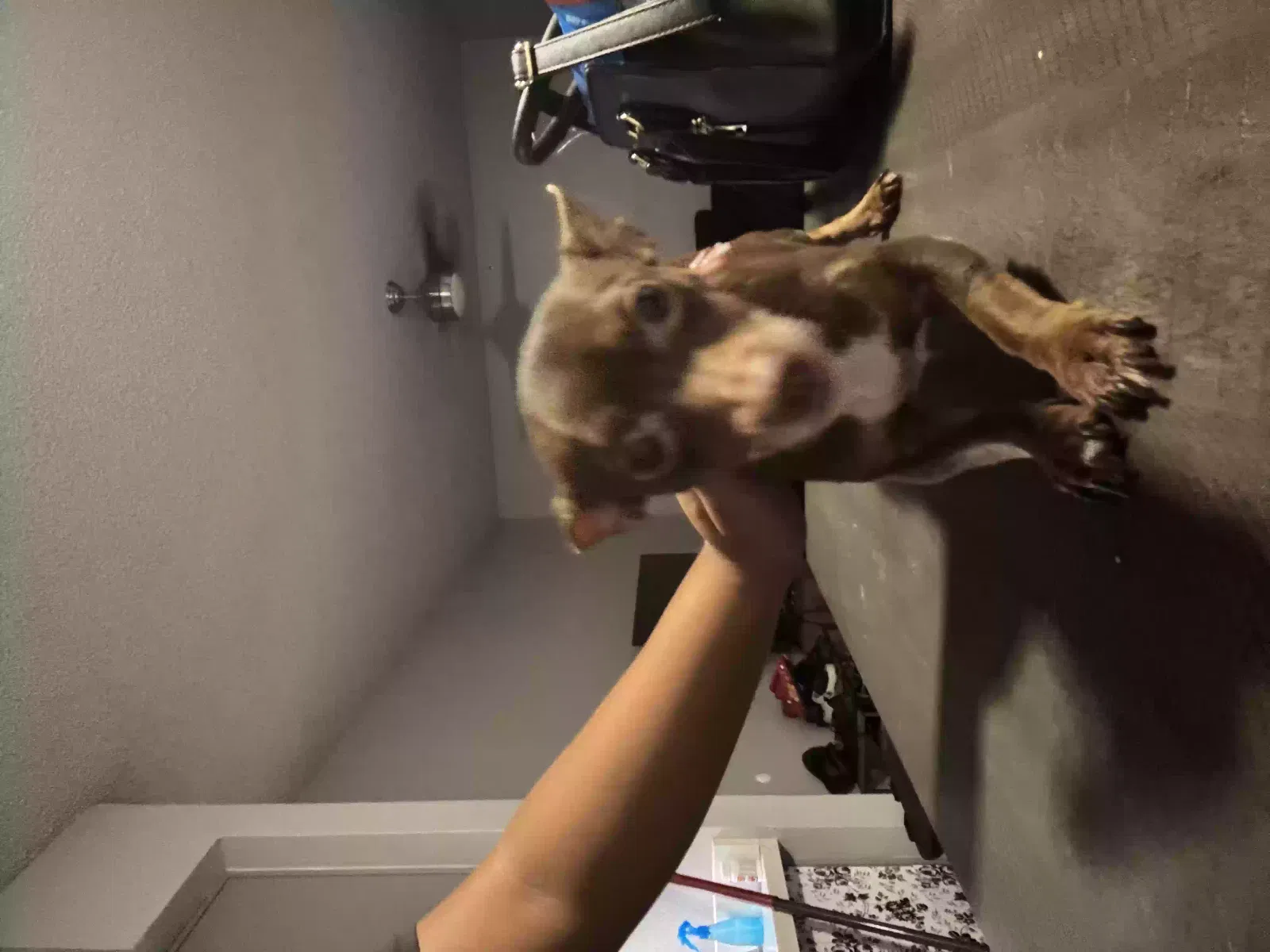 Donny, Chihuahuas Dog for adoption in Phoenix, AZ, 85020