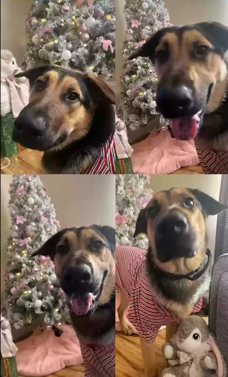 Drakeo, German shepherd X Belgium Dog for adoption in Apple Valley, CA, 92308