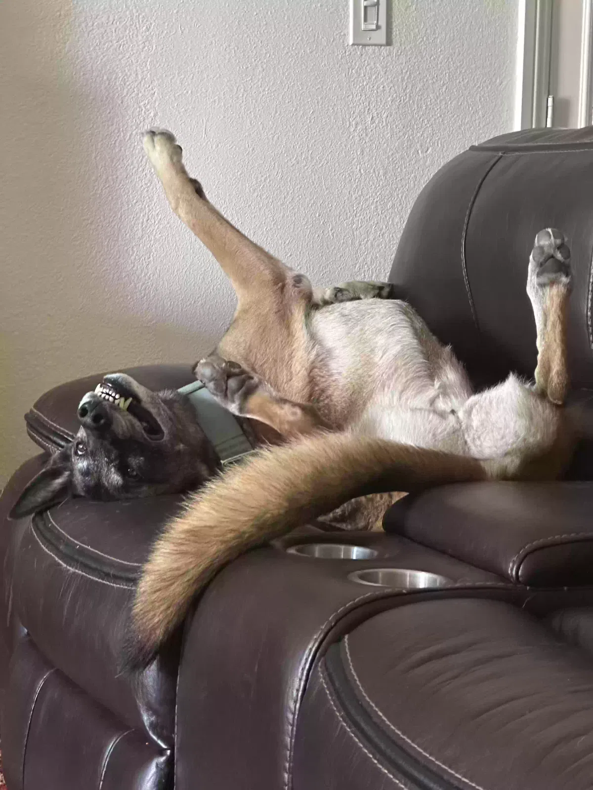 Yoda, Shepherd mix Dog for adoption in Fresno, CA, 93710