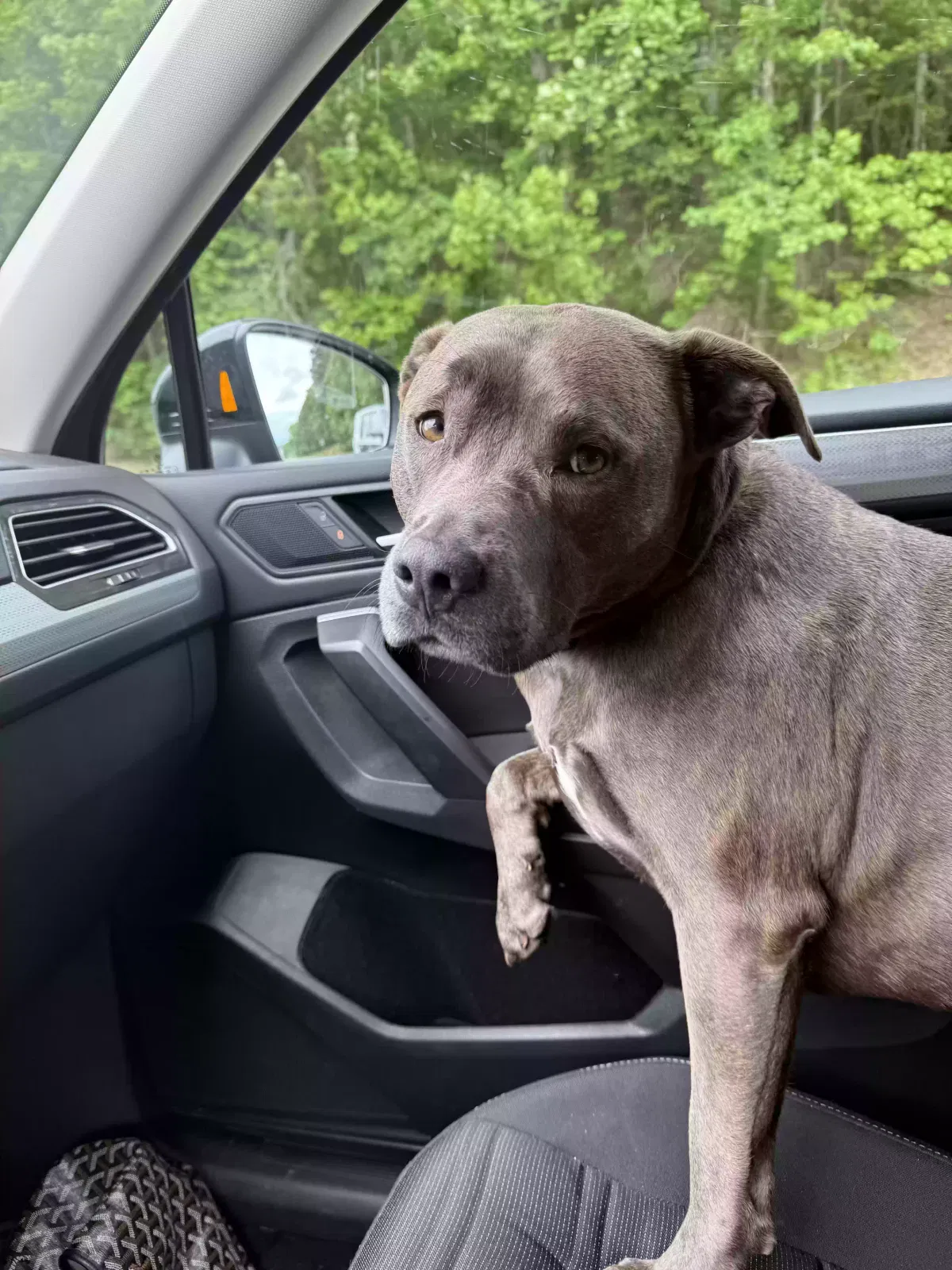 Dog, Pitty Mix Dog for adoption in Atlanta, GA, 30342