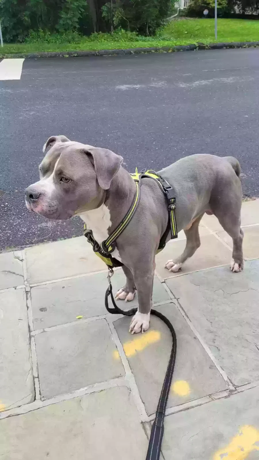 Dog, Unknown Dog for adoption in Washington, DC, 20001