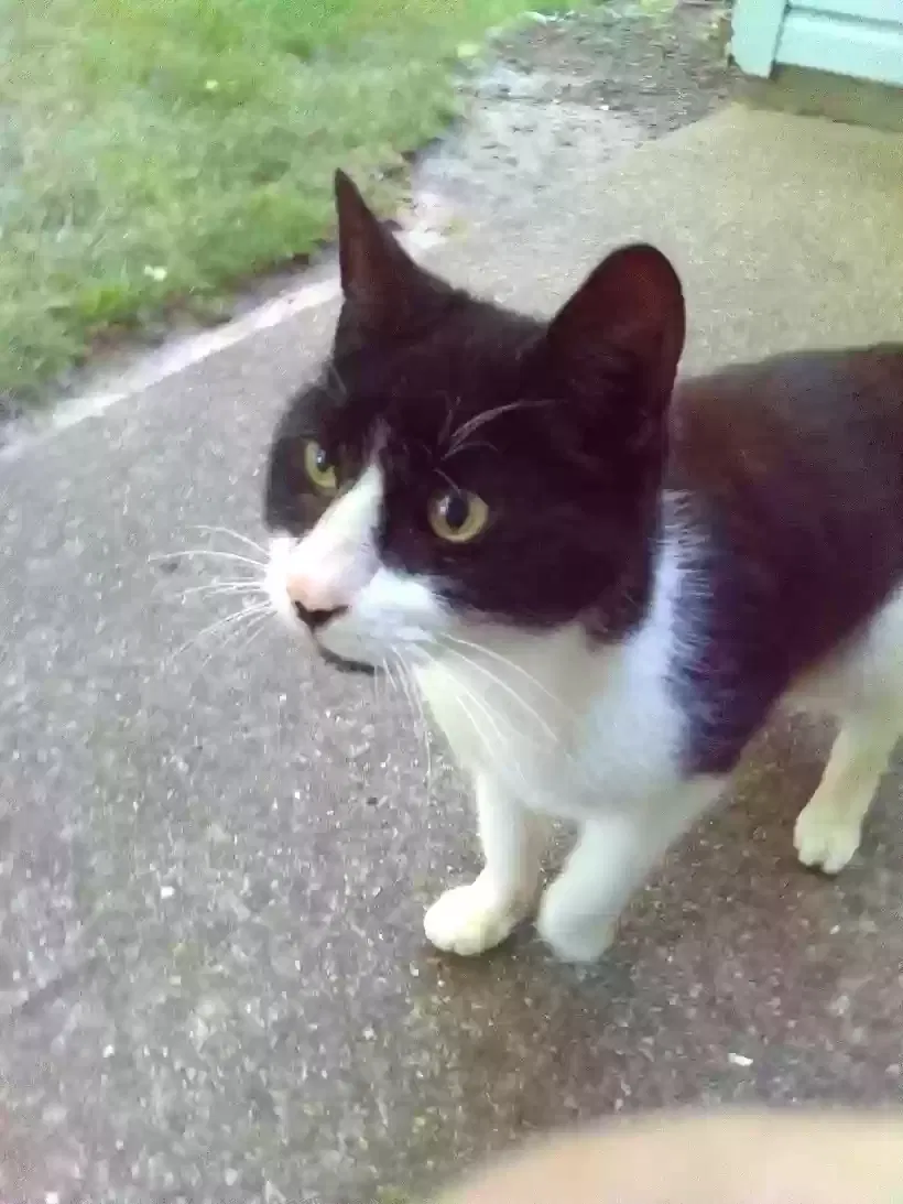 mikie, Unknown Cat for adoption in Egg Harbor Township, NJ, 8234