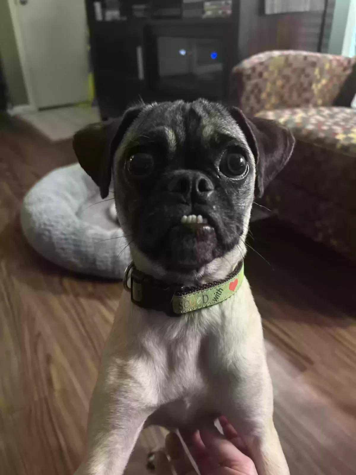 Coco, Unknown Dog for adoption in Jacksonville, AR, 72076