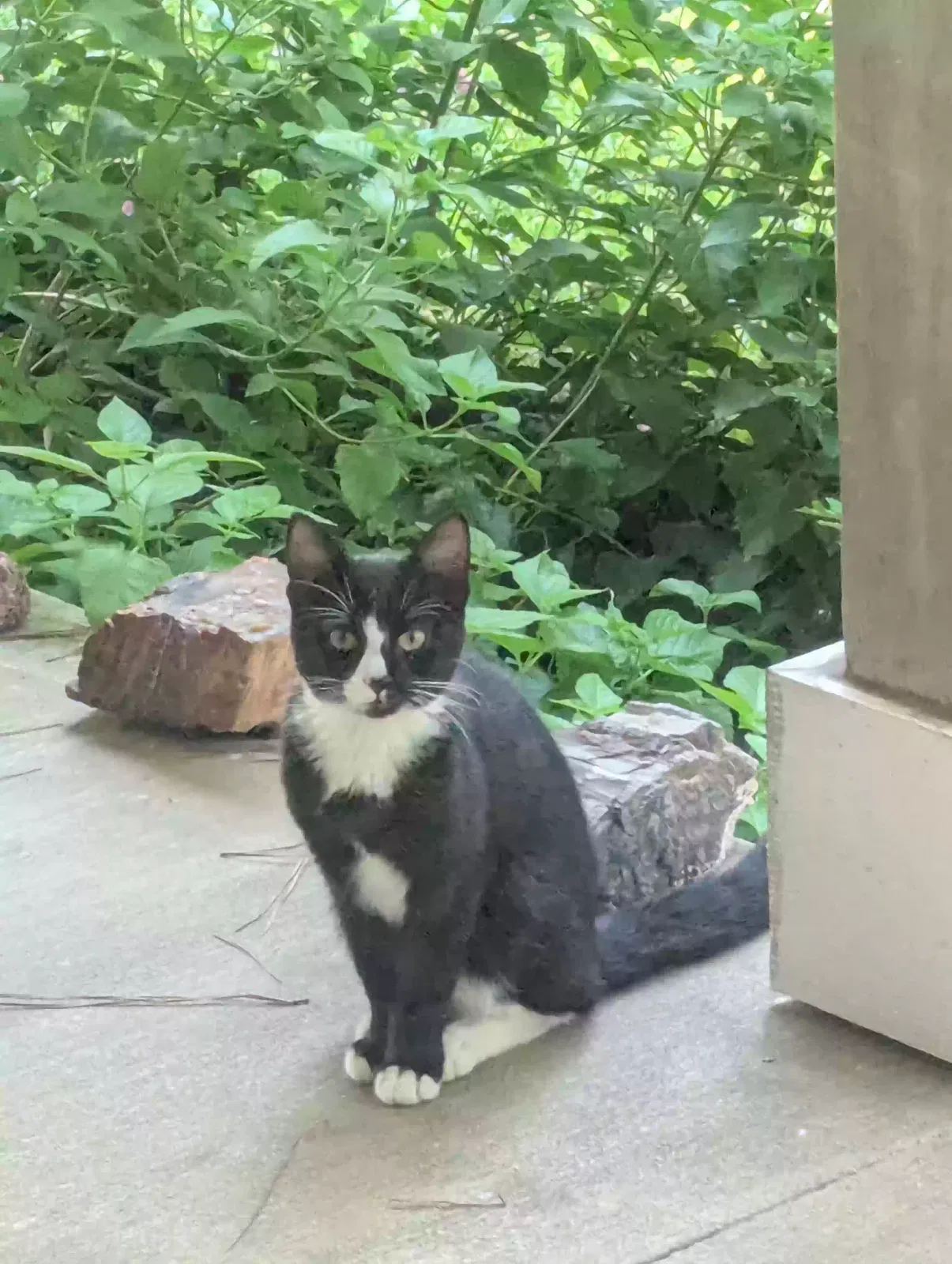 Cat, Unknown Cat for adoption in Benson, NC, 27504