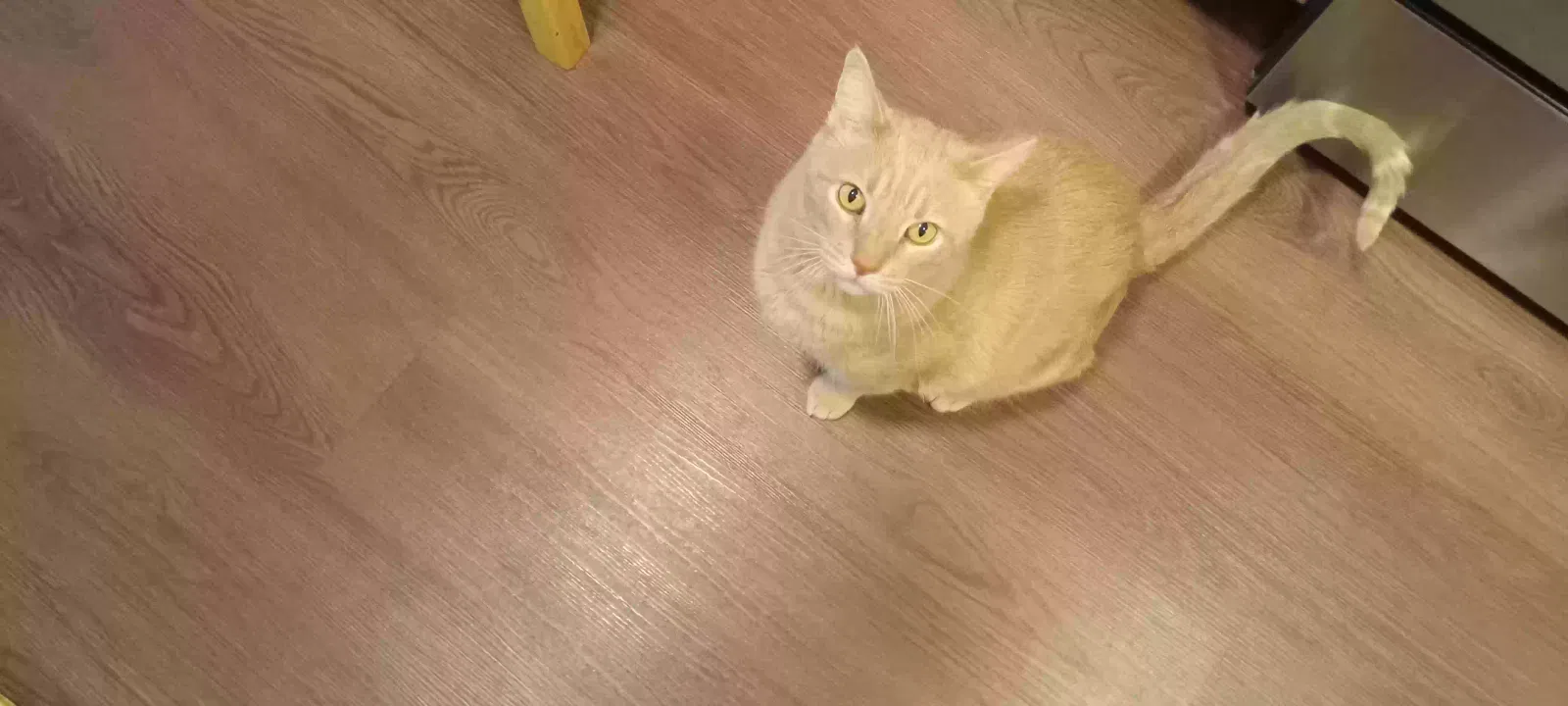 Goodboy, Domestic shorthair Cat for adoption in Mesa, AZ, 85208