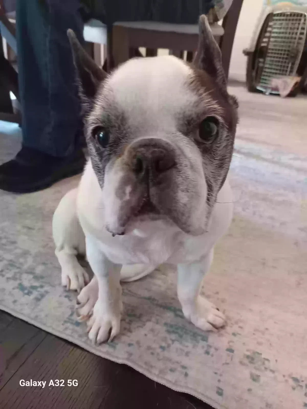 Melman, French Bulldog Dog for adoption in Arnold, MD, 21012