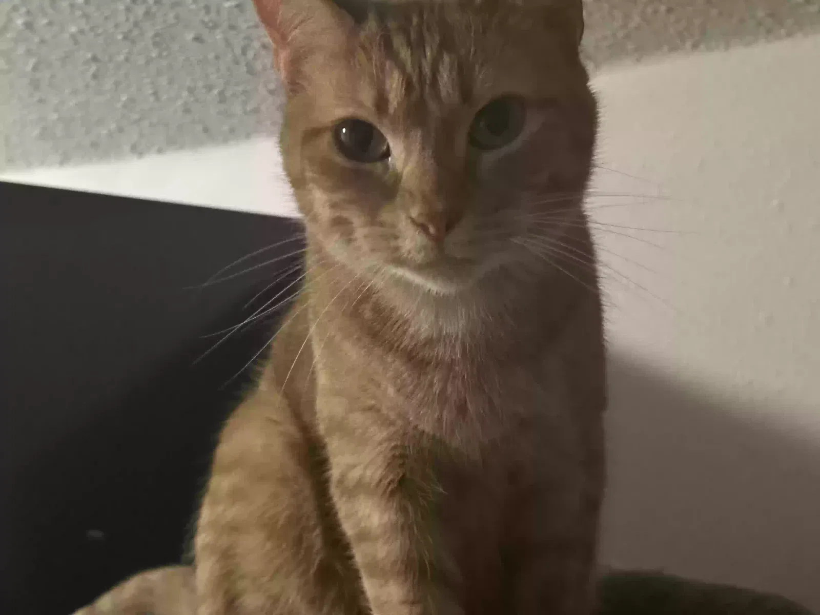 Apricot, Orange Tabby Cat for adoption in Blevins, AR, 71825