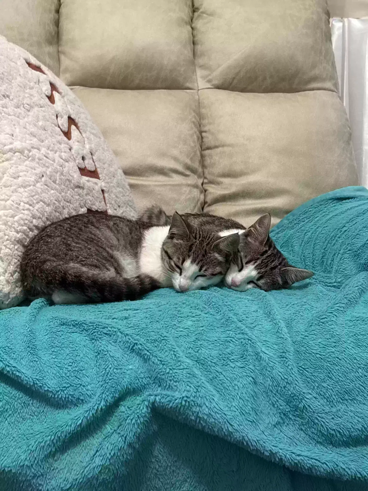 Cat, Unknown Cat for adoption in Maiden, NC, 28650