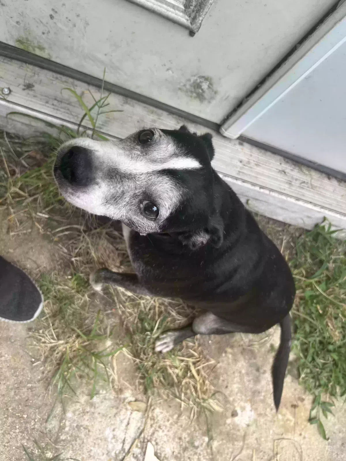 Ruru, Boston Terrier / American Pitbull Dog for adoption in Blevins, AR, 71825