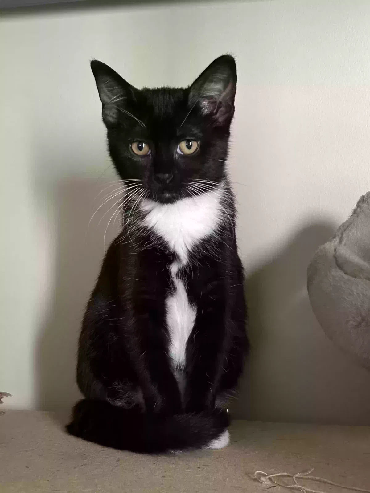 Gatsby, Short hair Cat for adoption in High Point, NC, 27265