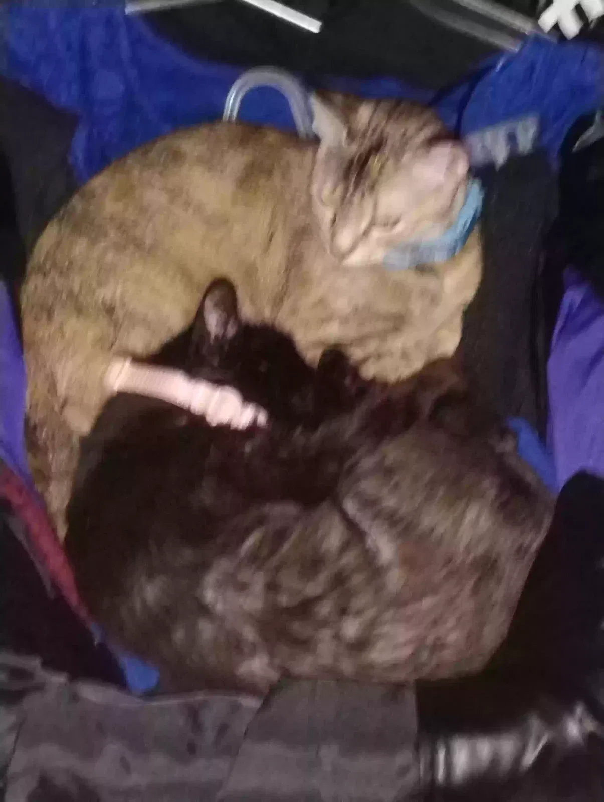 Kaala and Butter, Unknown Cat for adoption in Oakdale, LA, 71463