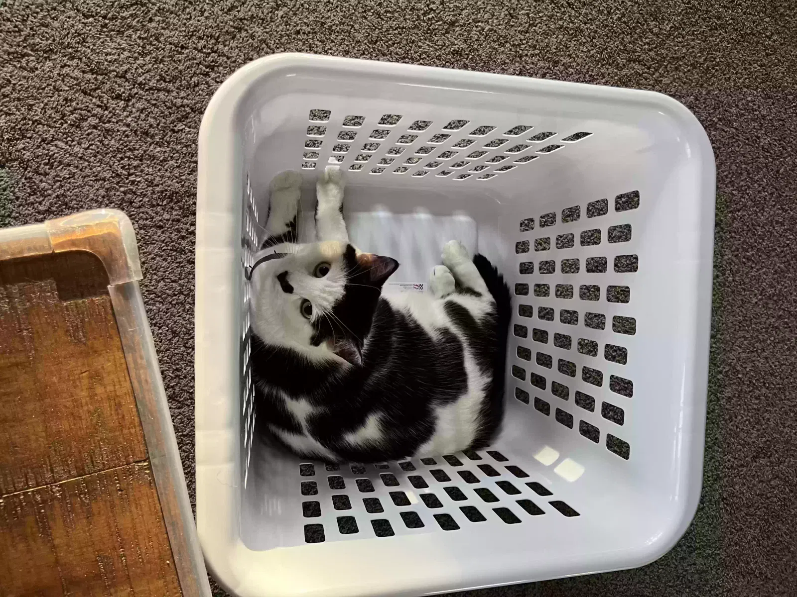 Clarabell, Short hair Cat for adoption in Fond Du Lac, WI, 54937