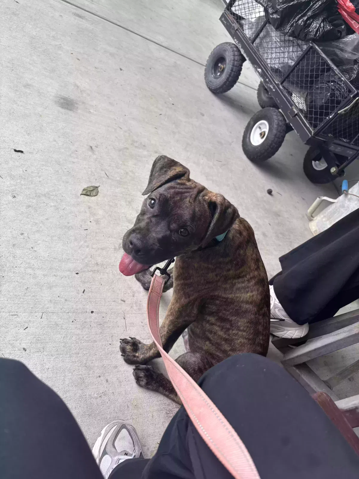Dog, Unknown Dog for adoption in Paducah, KY, 42003