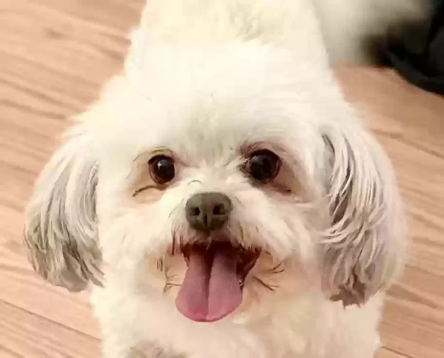 Maggie, Maltese (Mix?) Dog for adoption in Hubert, NC, 28539