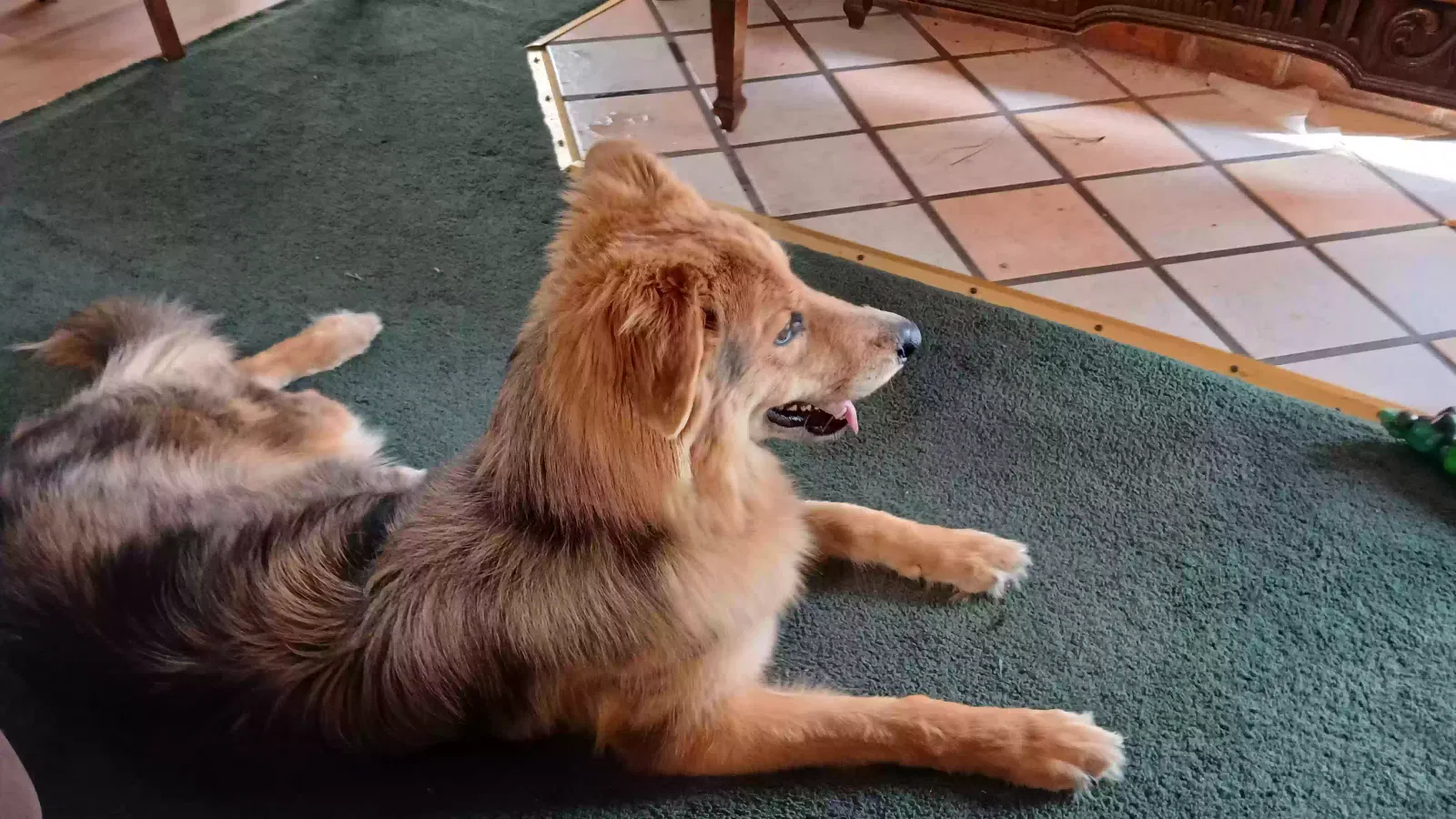 Hazel, Australian Shepherd and German Shepherd mix Dog for adoption in Hanahan, SC, 29410