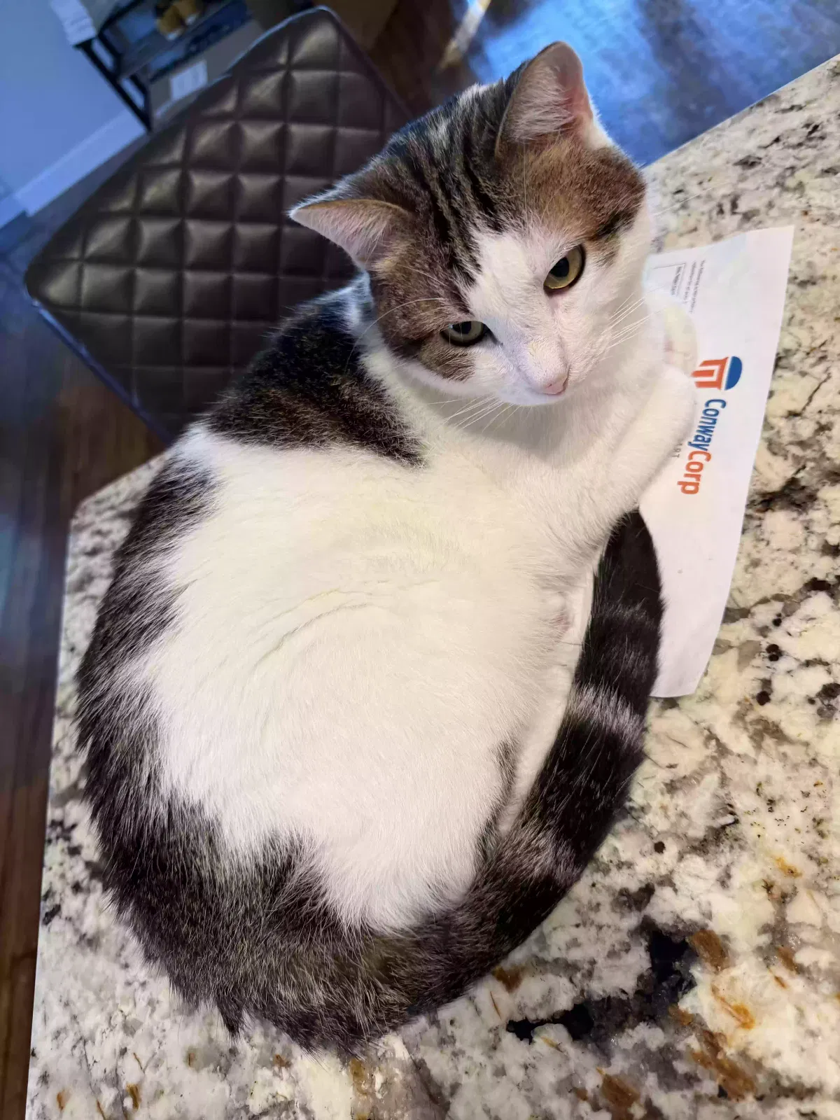 Cake, Unknown Cat for adoption in Conway, AR, 72034
