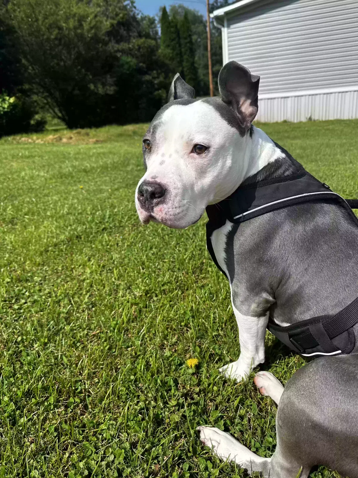 Zima, Pittbull Dog for adoption in Marshall, NC, 28753