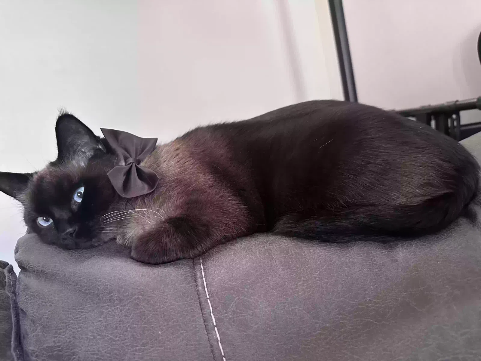 Raquis, Siamese mix Cat for adoption in Norcross, GA, 30092