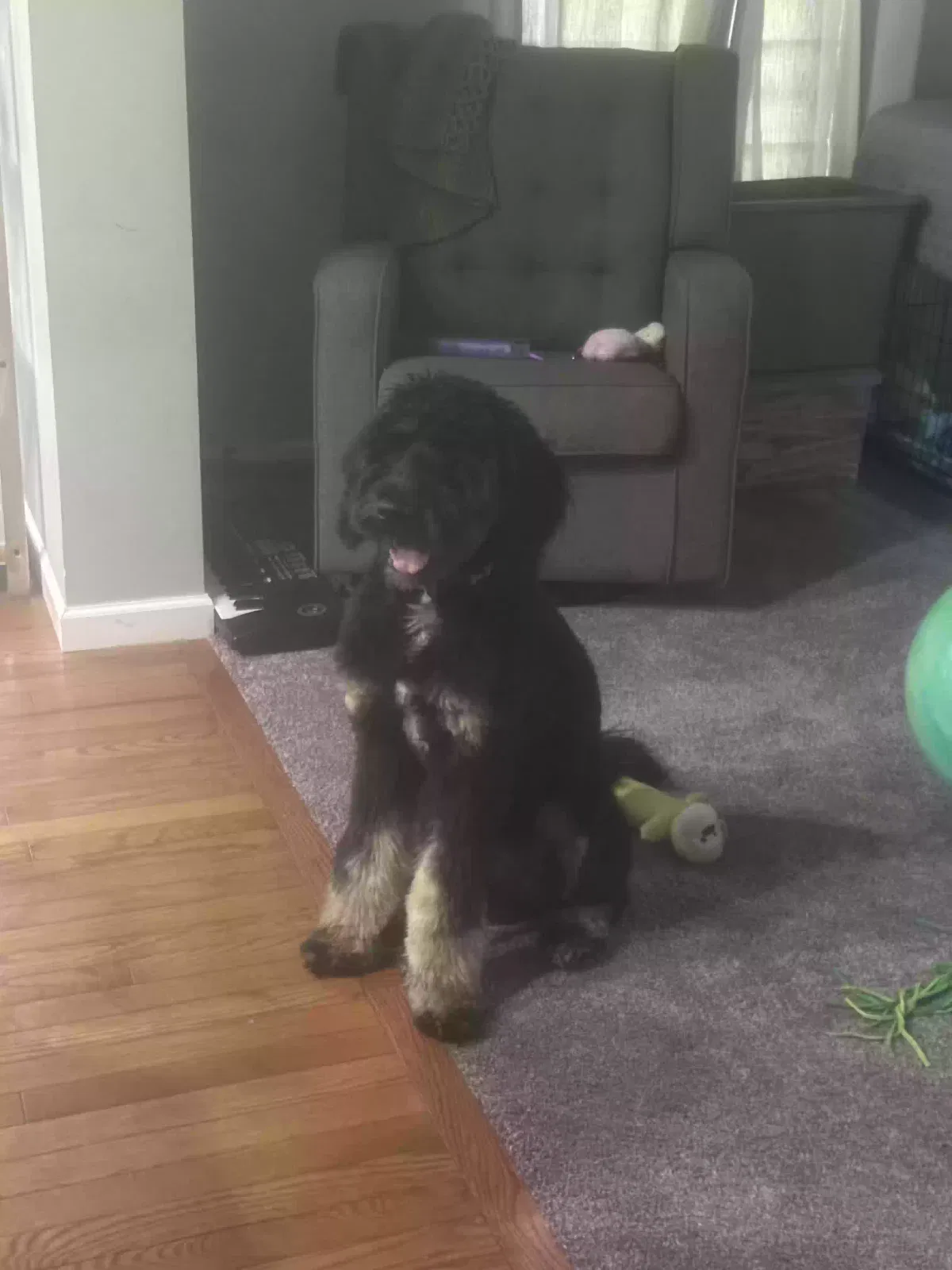 Dog, Bernedoodle Dog for adoption in Sheffield Lake, OH, 44054