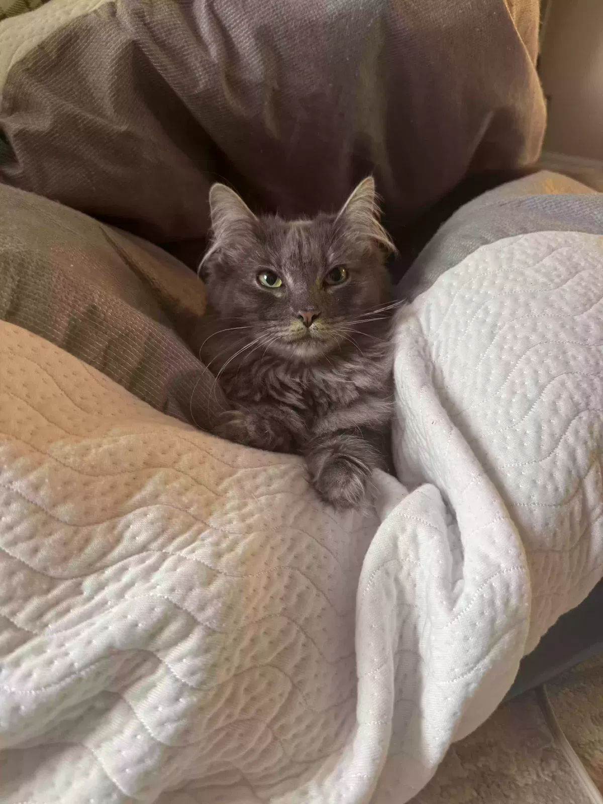 Bonnie, Unknown Cat for adoption in Smyrna, GA, 30080