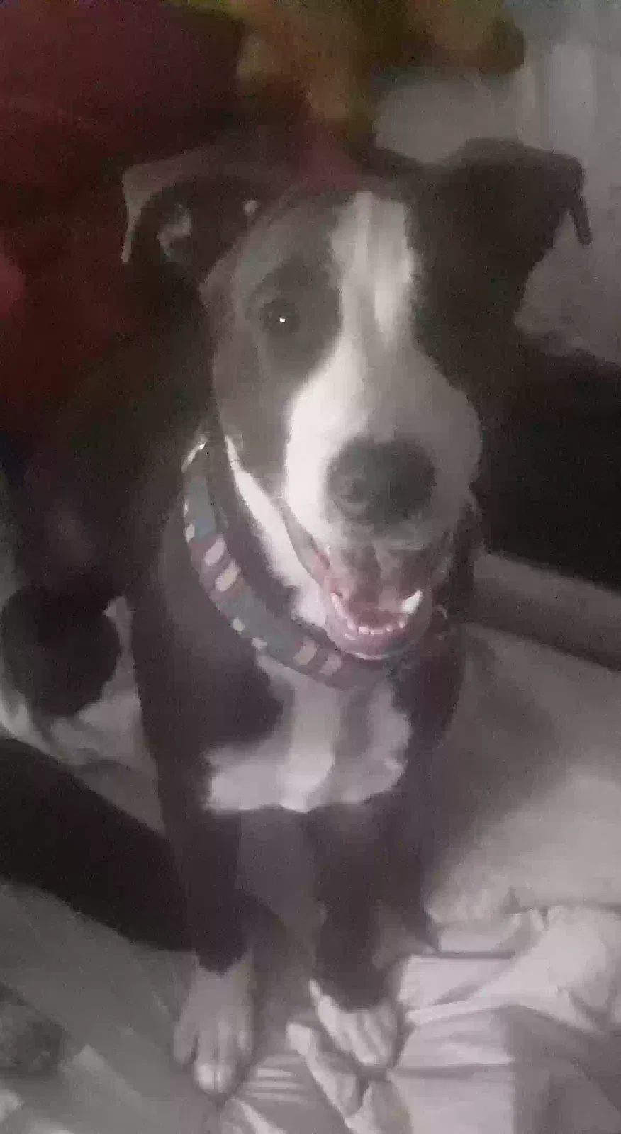 Carmella, Pit lab mix Dog for adoption in Kansas City, MO, 64125