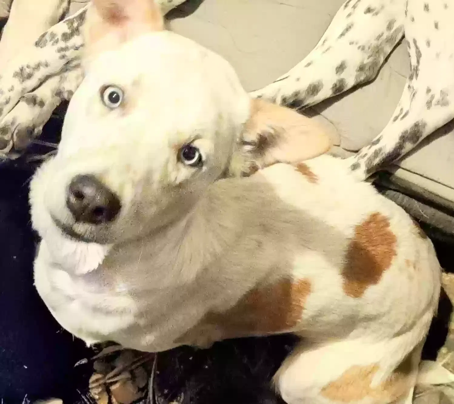 Polka, Lab mix Dog for adoption in Kansas City, MO, 64125