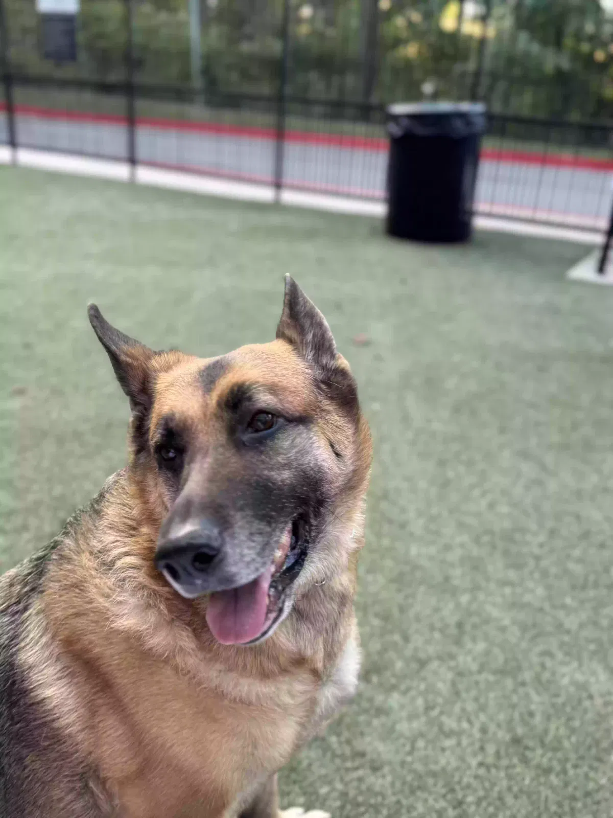 Charlie, German shepherd Dog for adoption in Atlanta, GA, 30339