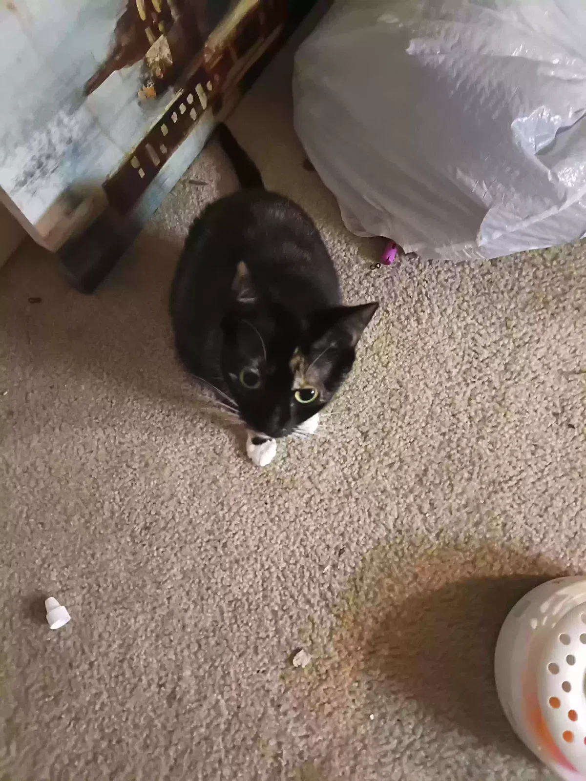 Muffin, Tortoise shell Cat for adoption in Riverdale, GA, 30274
