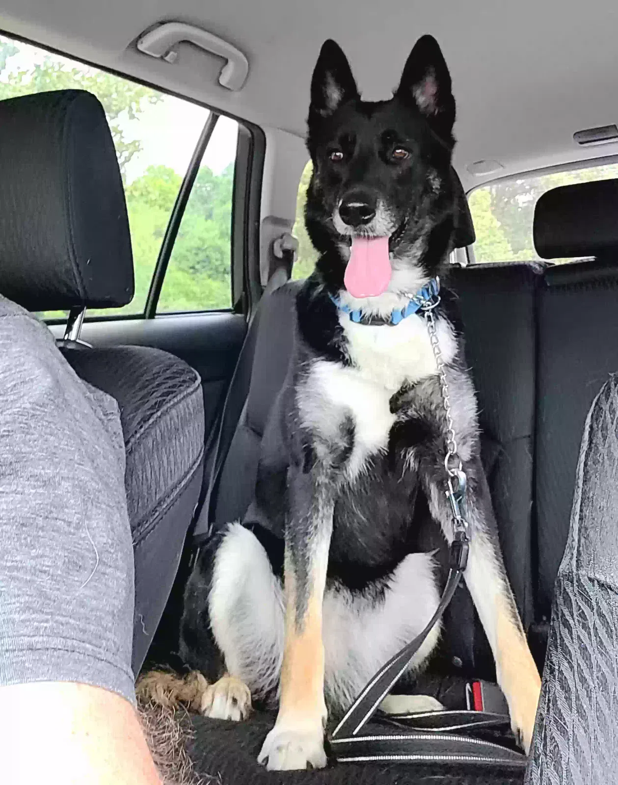 Phoenix, German Shepherd Mix Dog for adoption in Catonsville, MD, 21228