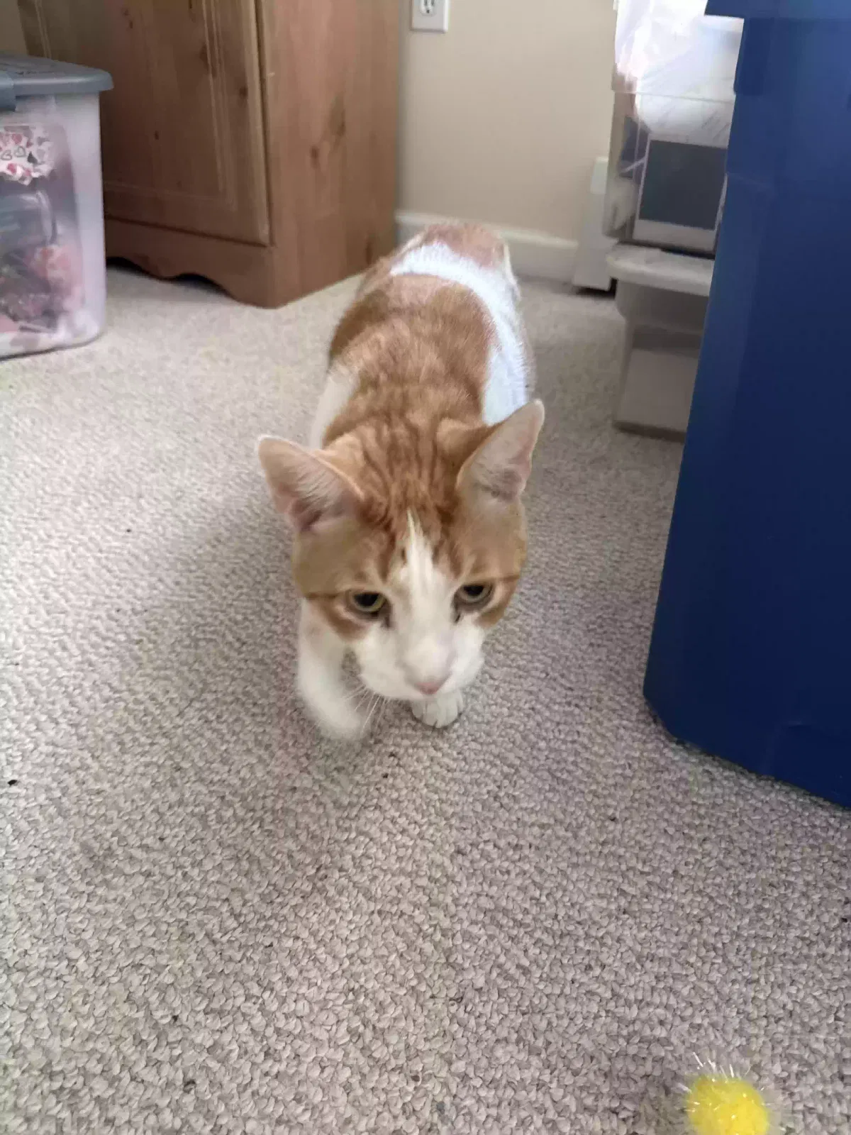 Baker, American shorthair Cat for adoption in Meriden, CT, 6450