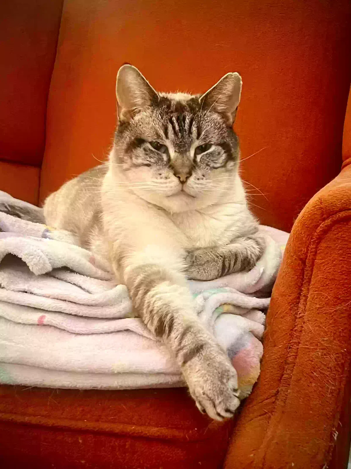 Artie, Lynx Point Siamese Cat for adoption in Detroit, MI, 48202
